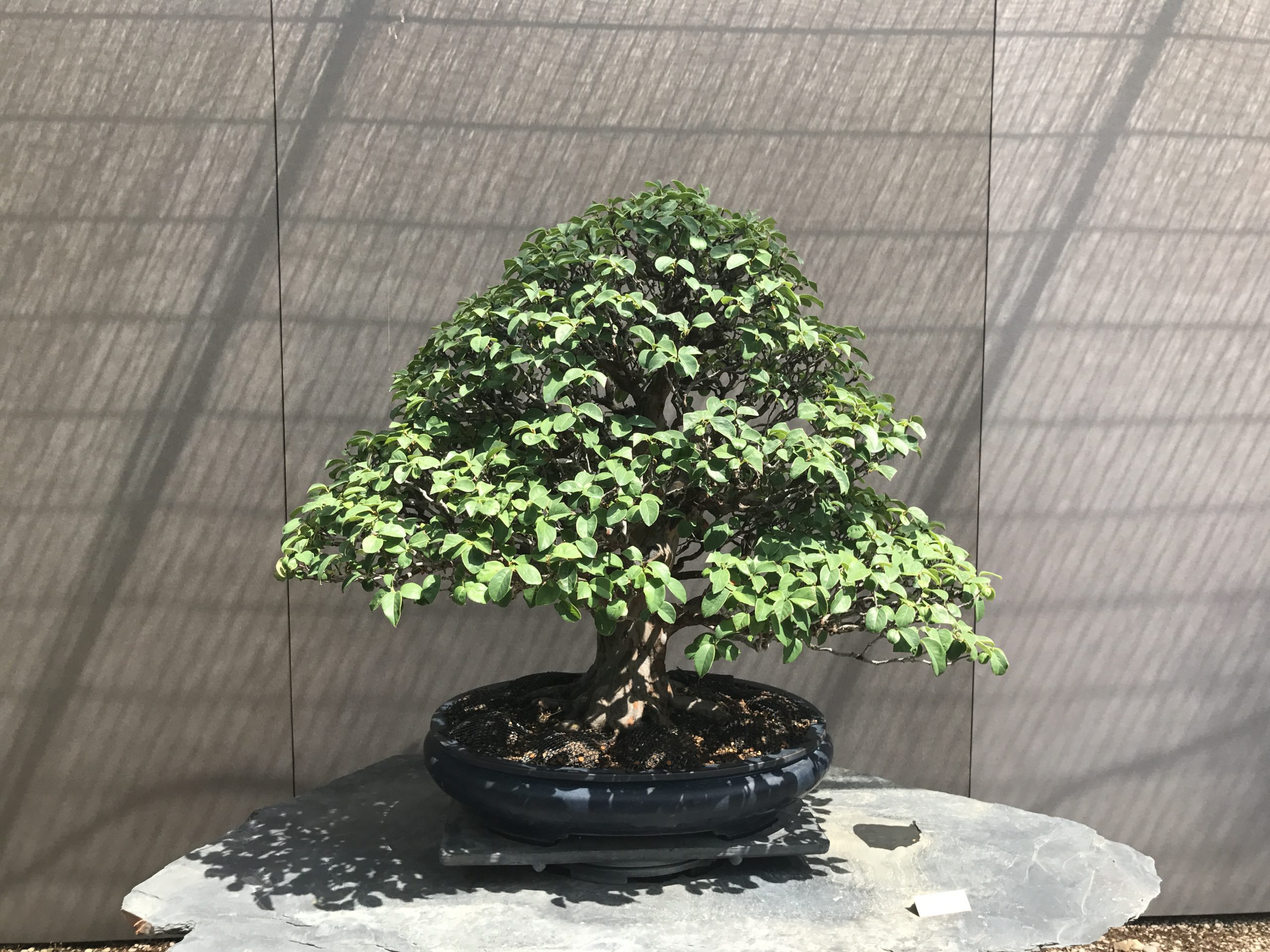 mayores san sebastian de los reyes residencia albertia