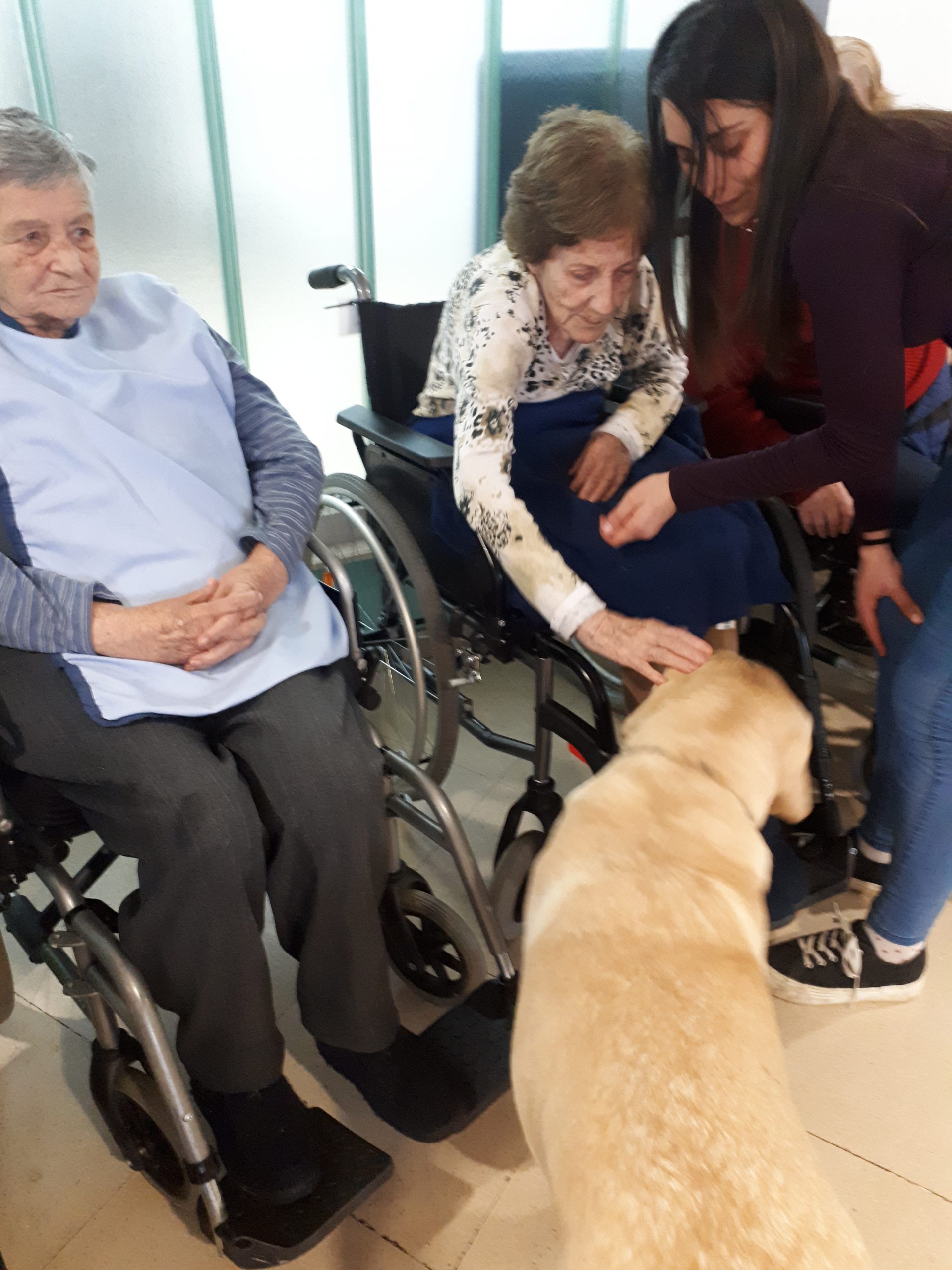 terapia asistida con perros animales residencia plata y castañar albertia mayores