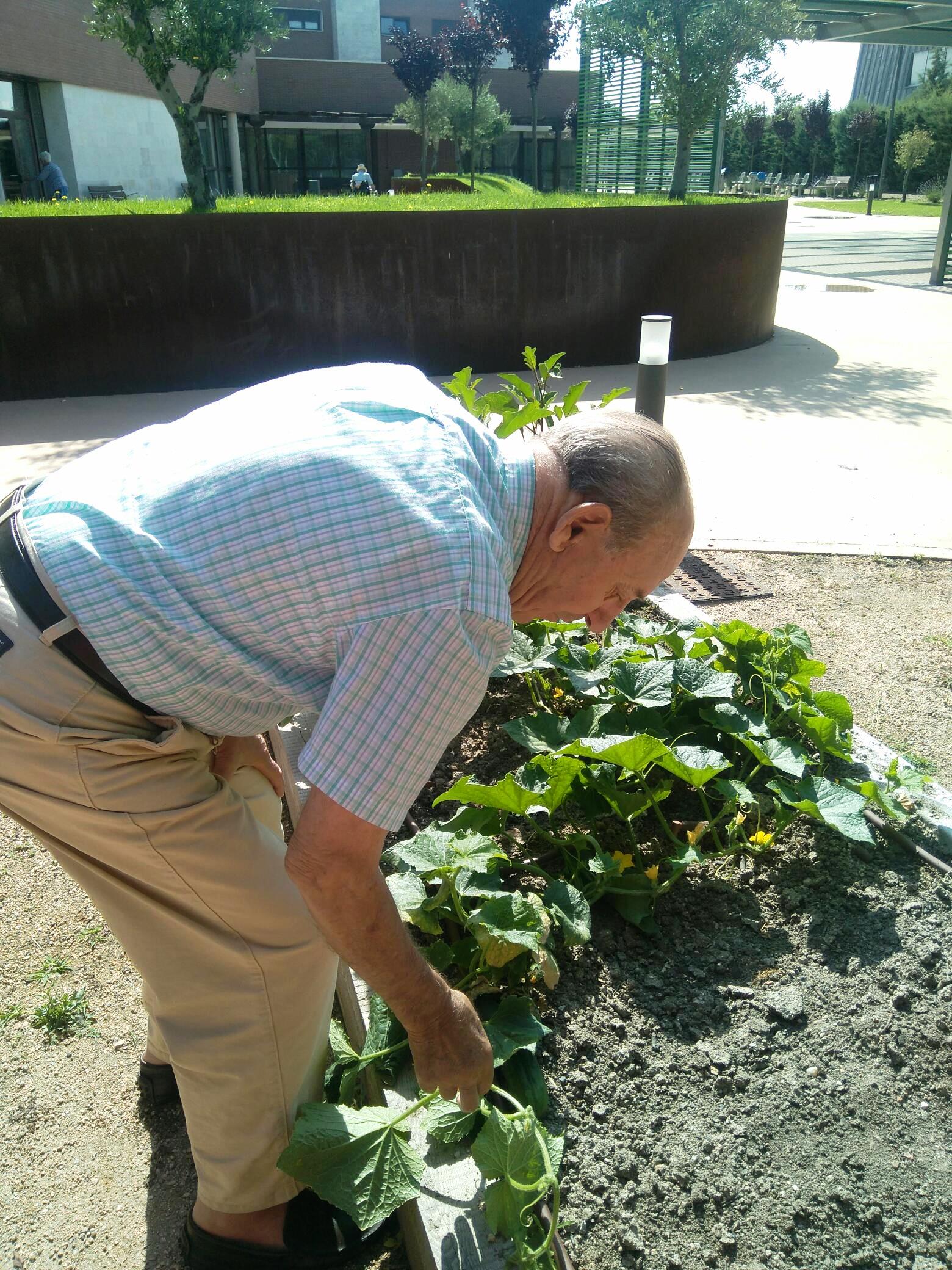 terapias no farmacologicas huerto terapeutico albertia