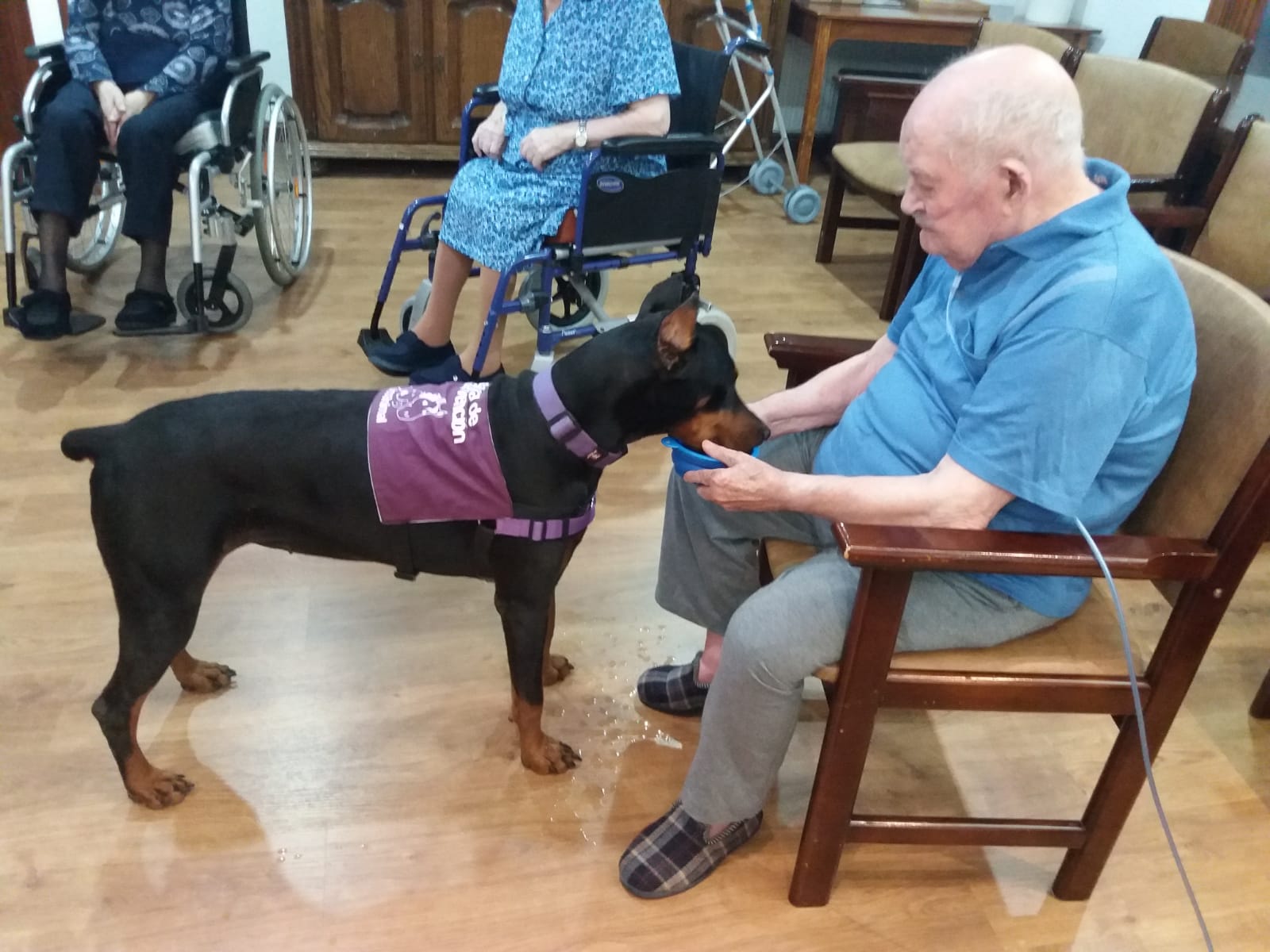 terapia asistida con animales taa residencia de mayores albertia las palmeras