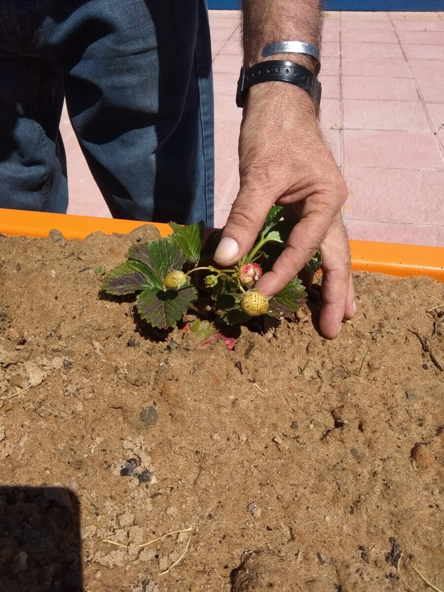 huerto terapeutico albertia castellanos moriscos salamanca personas mayores residencia